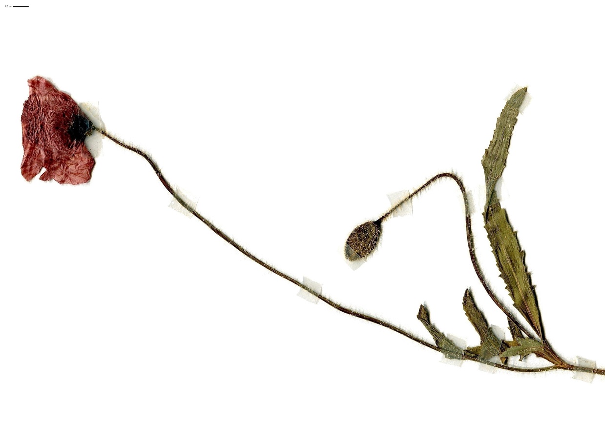 Papaver rhoeas (Papaveraceae)